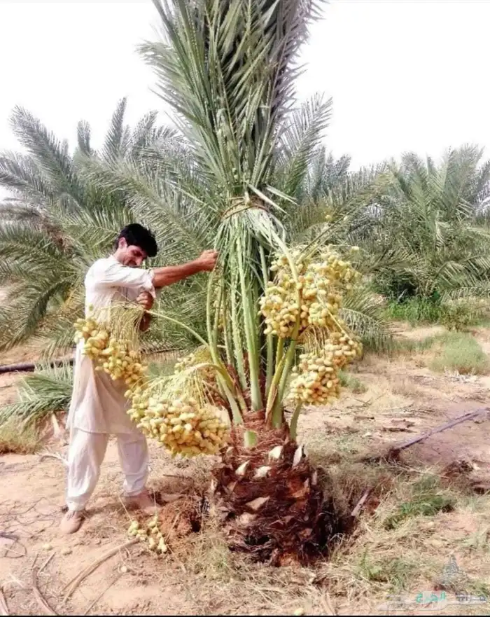 نخل عربي نخيل خلاص برحي سكري شيشي هلالي صقعي سلاطين مجدوله 4