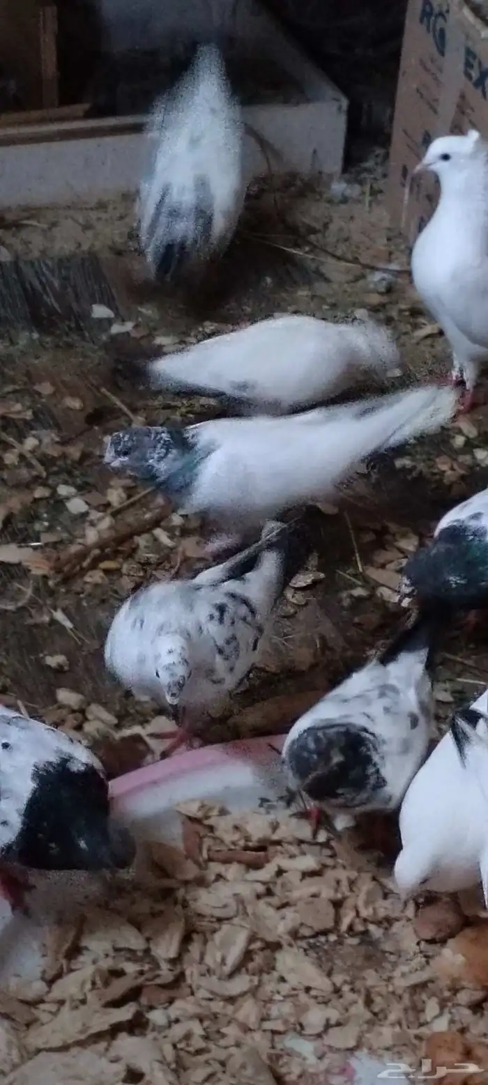 حمام للبيع 4