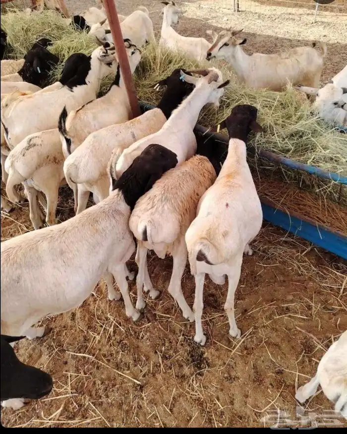 ذبيحتك واصله لبيتك 8
