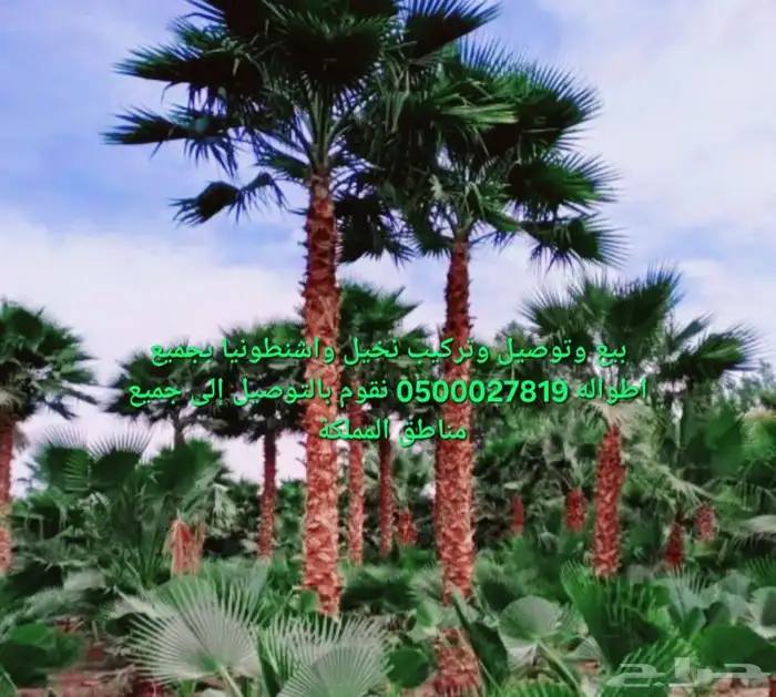 نخل واشنطني ثيل طبيعي نخل ملوكي 1