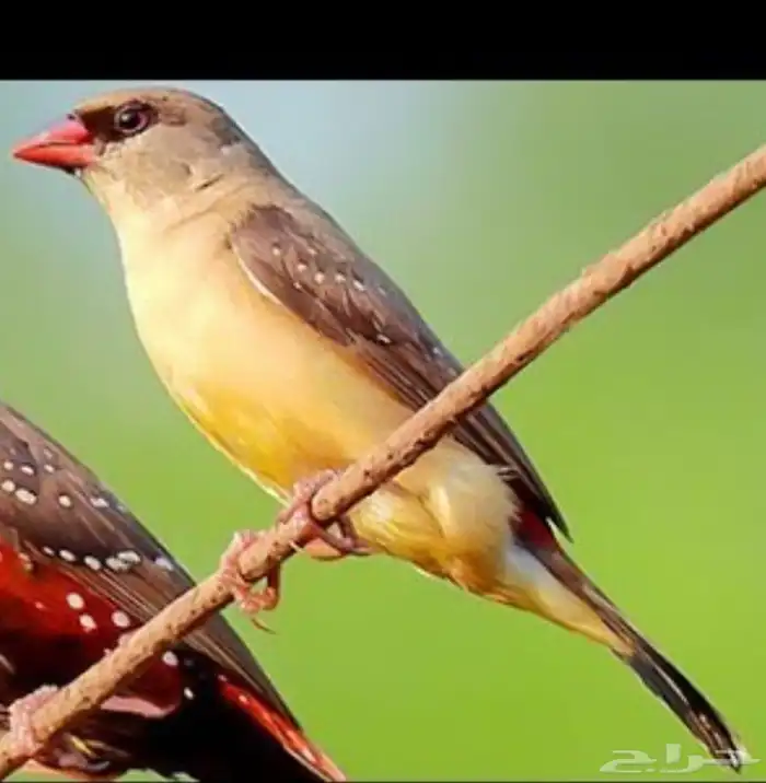 طلب انثى فراوله فينش 0