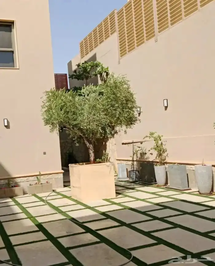 اشجار زيتون متفرع معمر 2