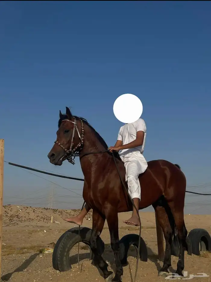 خيل عربي لايفوتكم 2