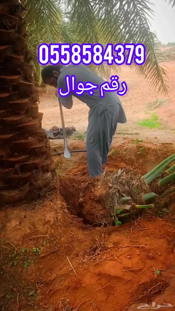 أنا شغل نخل اذا في انت اي شغل نخل كلم انا شكرا 1