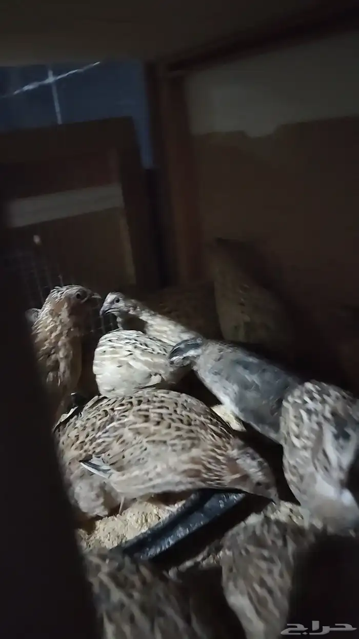 سمان بلدي وا فراريج دجاج بلدي صيصان دجاج بلدي 8
