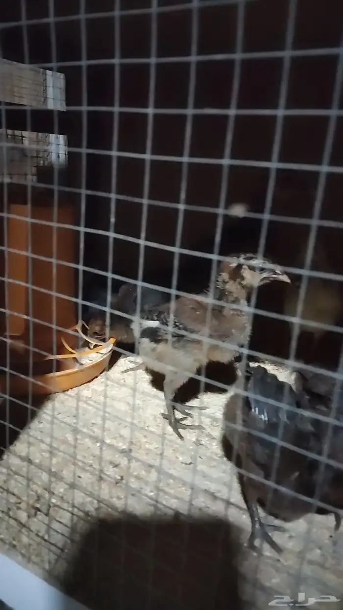سمان بلدي وا فراريج دجاج بلدي صيصان دجاج بلدي 4