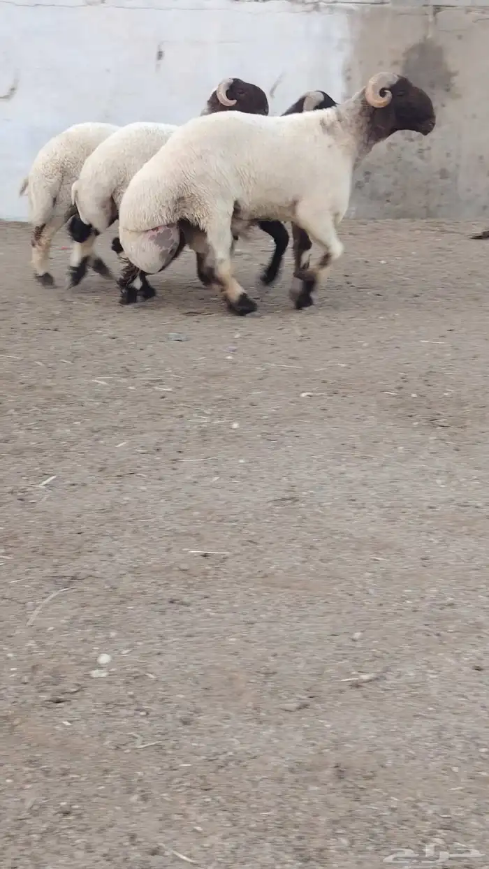 فحل نعيم صنف للبيع 1