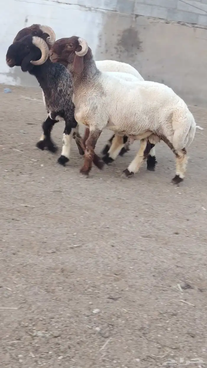 فحل نعيم صنف للبيع 0