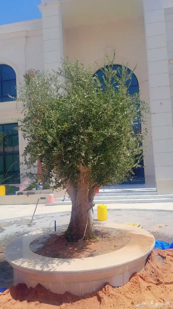 اشجار زيتون معمر واشجار ترمناليا 3