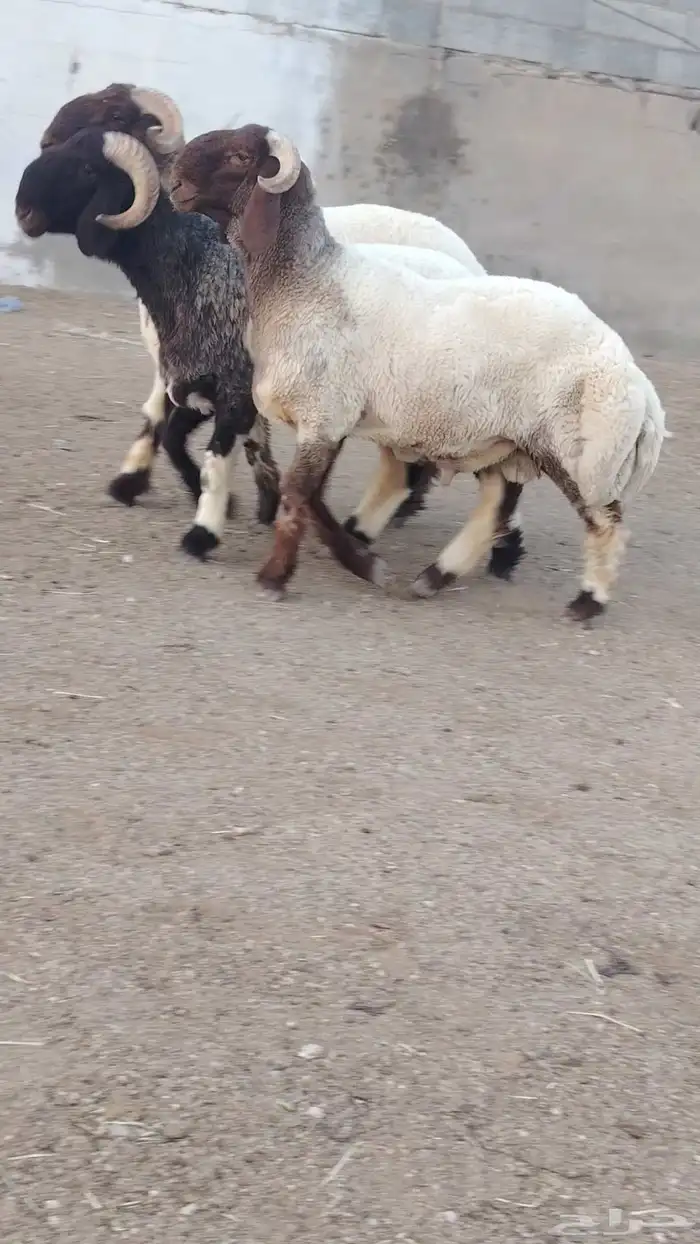 فحل نعيم صنف للبيع 2