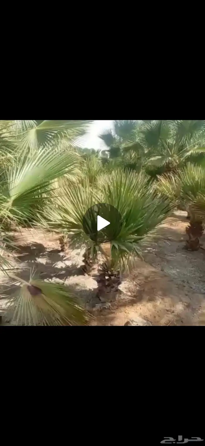 نخيل واشنطني أحجام ممتازه تربه ممتازه مقاسات 0