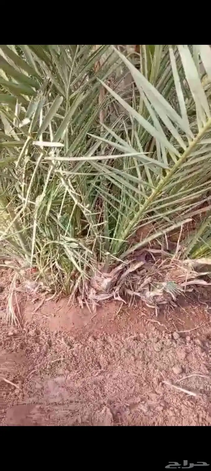 اصنا للبيع 4