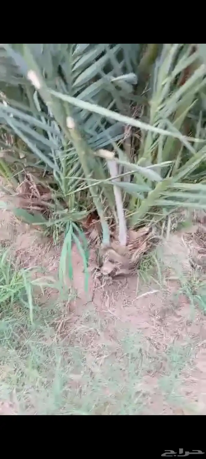 اصنا للبيع 0