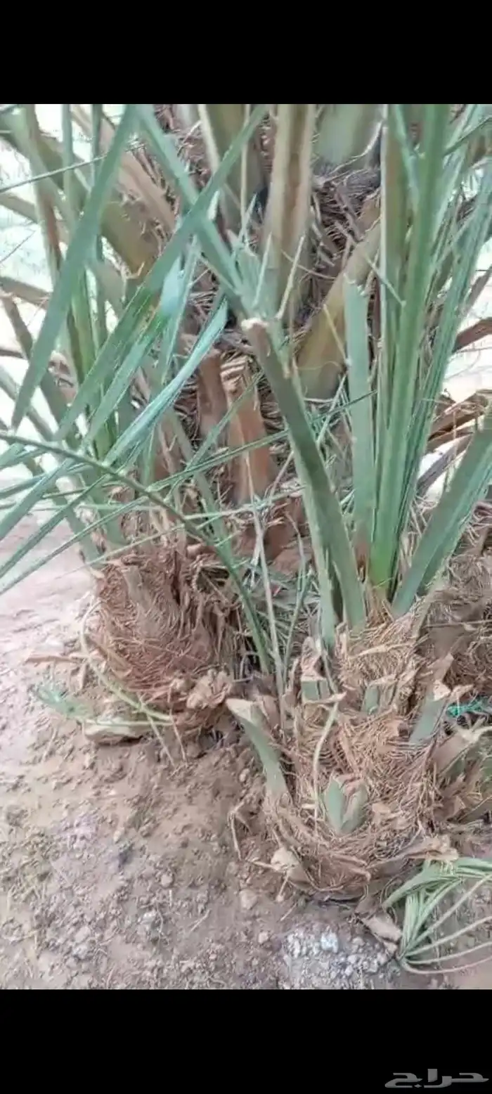 اصنا للبيع 1