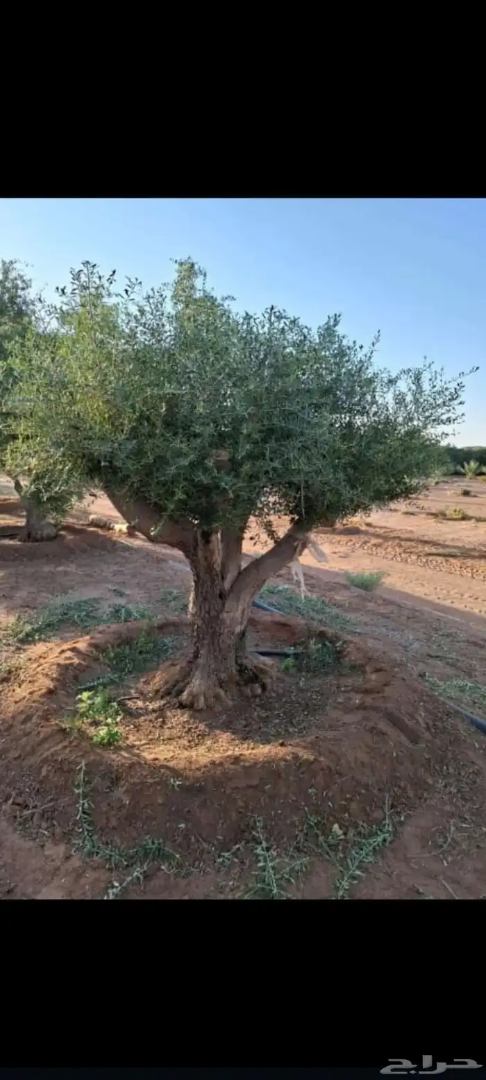 زيتون ونخيل 0