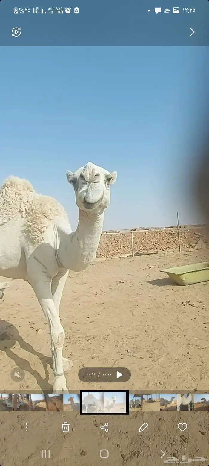 ناقة مزاين حايل ماقد ولدت 9