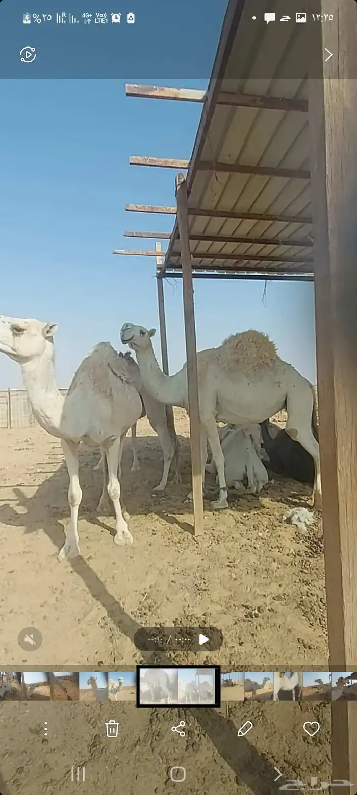 ناقة مزاين حايل ماقد ولدت 6