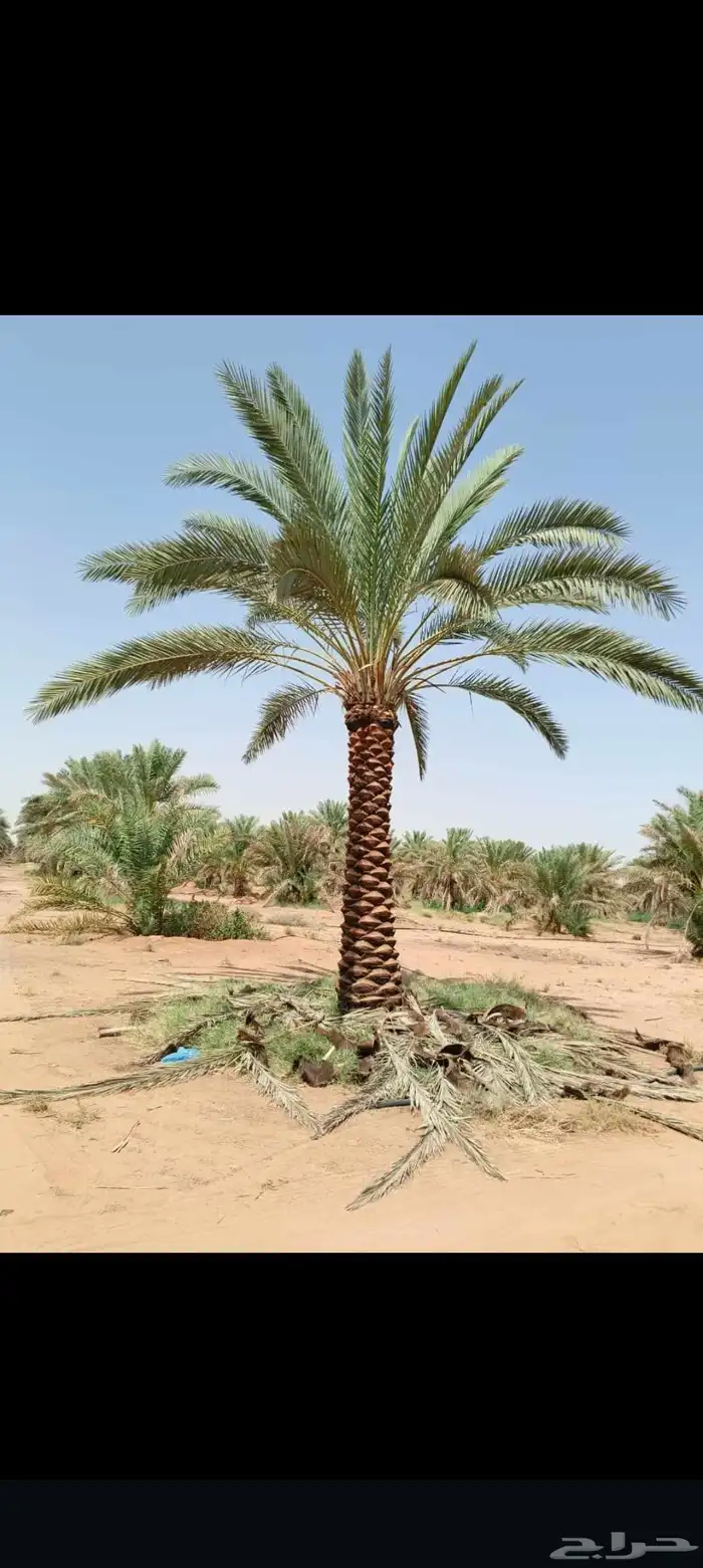 زيتون ونخيل 0