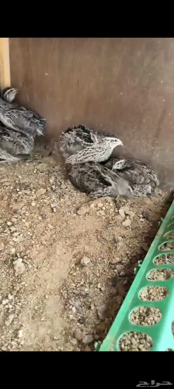 سمان ياباني جامبو 2