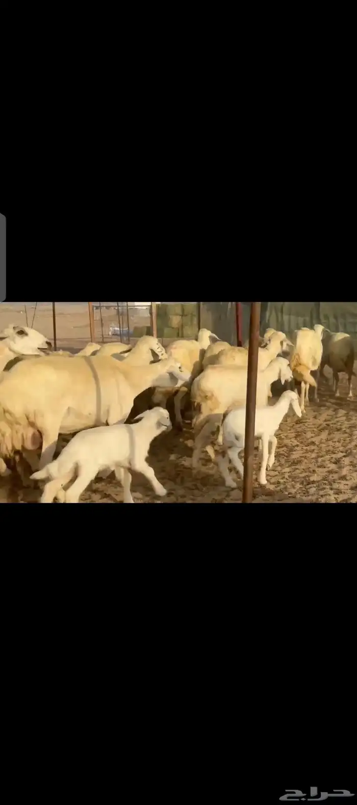 غنم حريات حرش جروم فاخرة خلفات 5