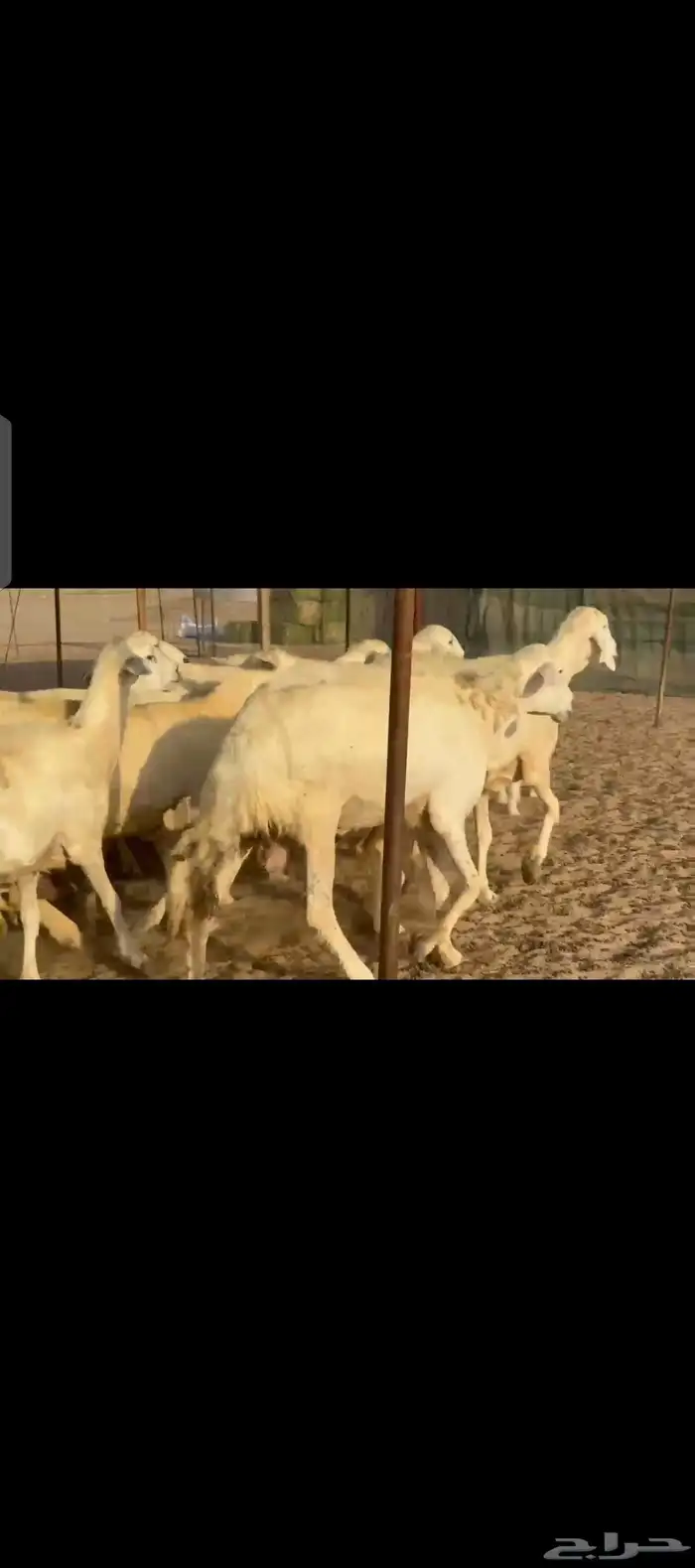 غنم حريات حرش جروم فاخرة خلفات 6
