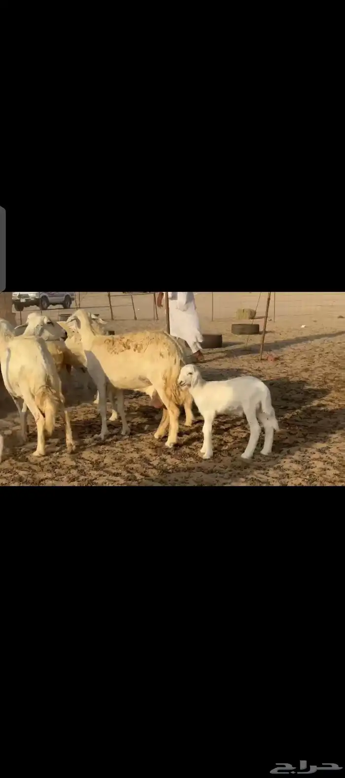 غنم حريات حرش جروم فاخرة خلفات 0