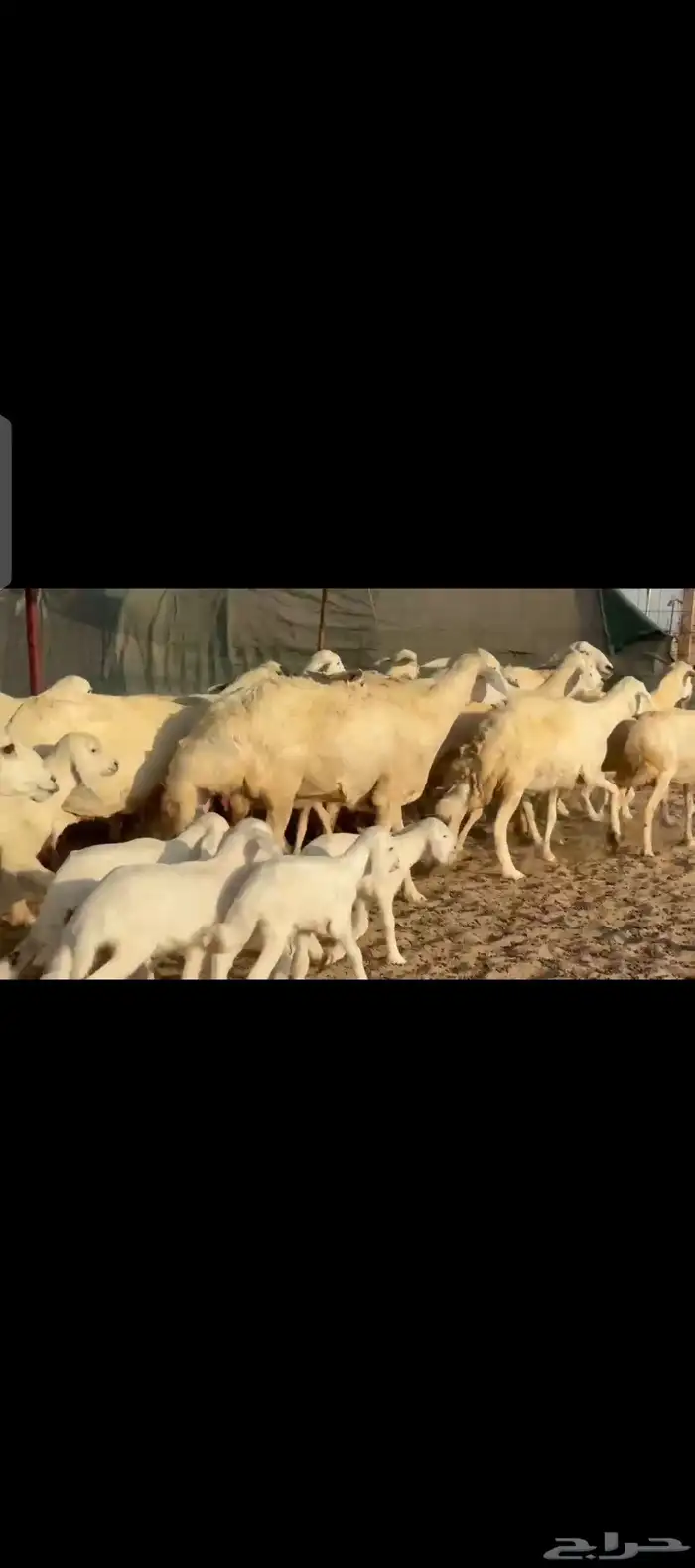 غنم حريات حرش جروم فاخرة خلفات 8