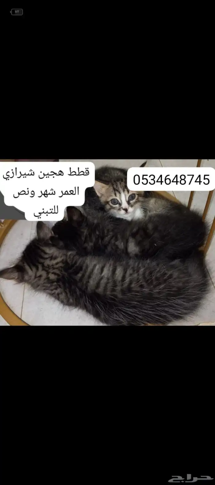 قطط تبني الموقع الداير 0