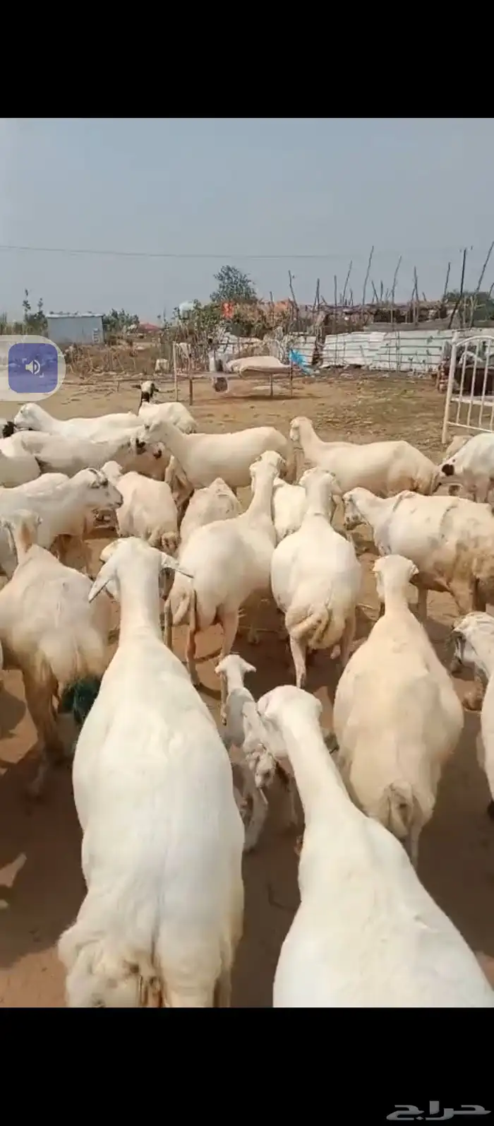 يوجد ضان رفيديات العدد مفتوح دفيع ومناتيج يوجد توصيل 1