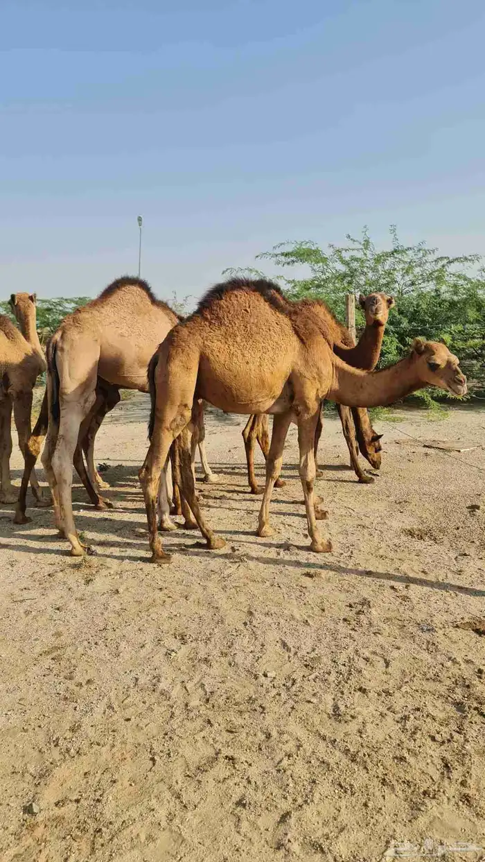 قعود لباني للبيع ( تم البيع خارج الموقع ) 0