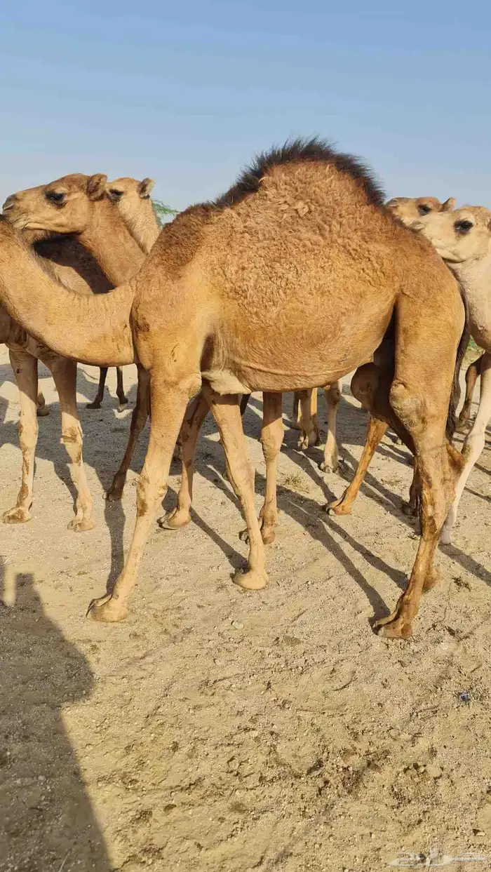 قعود لباني للبيع ( تم البيع خارج الموقع ) 2