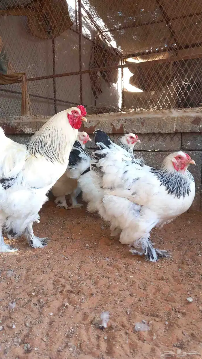 صيصان براهما كولومبي 3