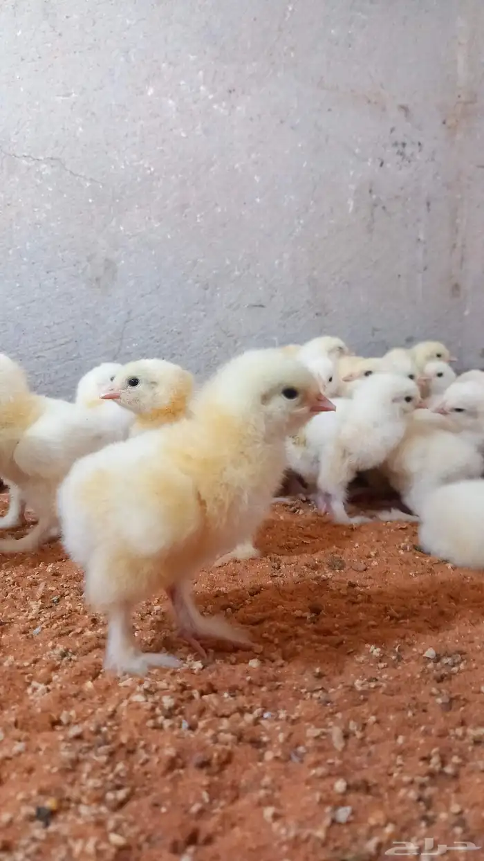 صيصان براهما كولومبي 0