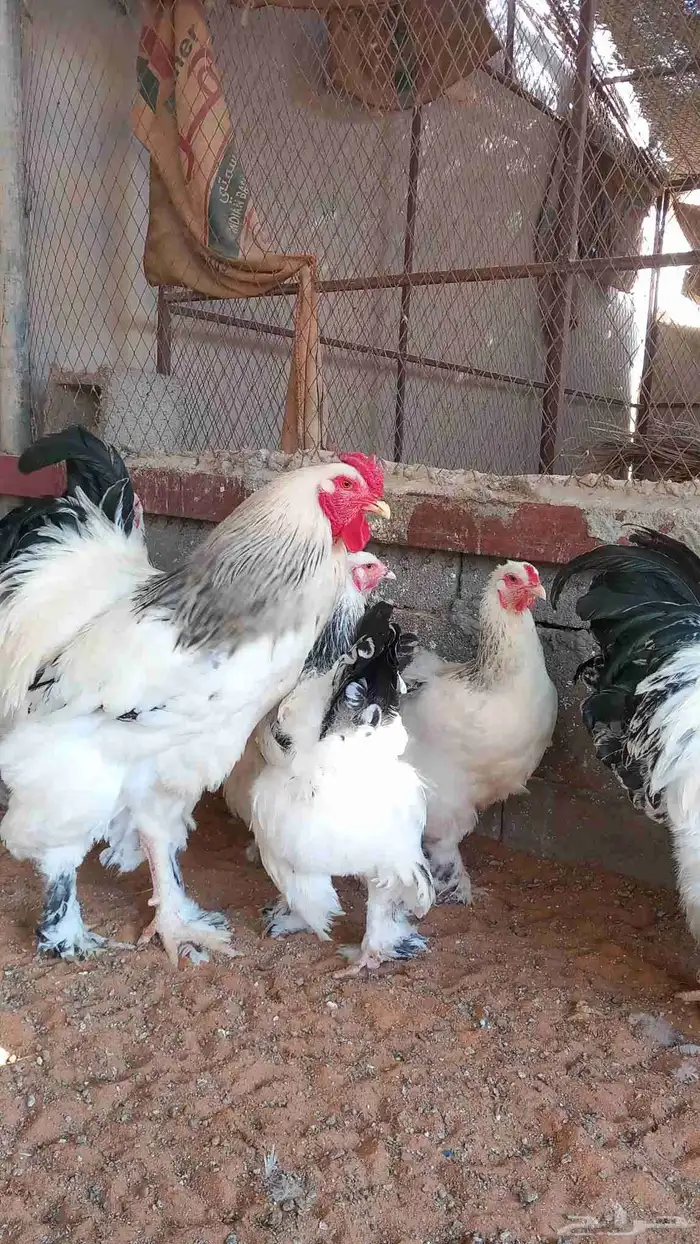 صيصان براهما كولومبي 2