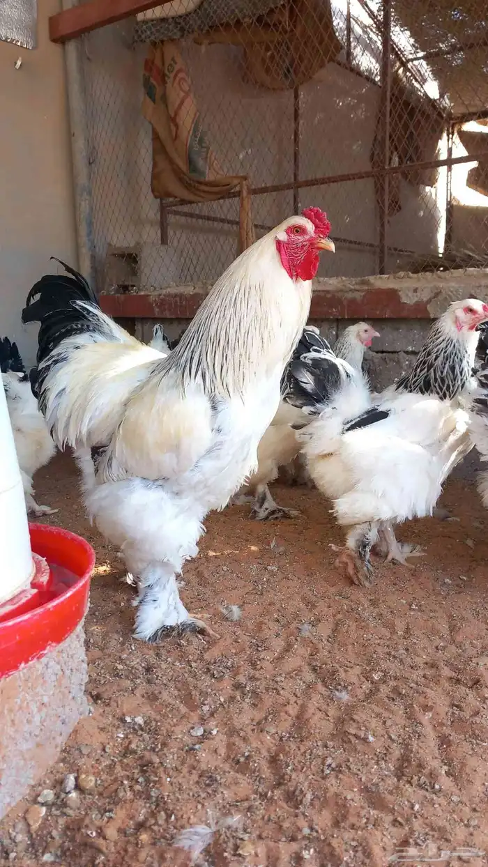صيصان براهما كولومبي 1