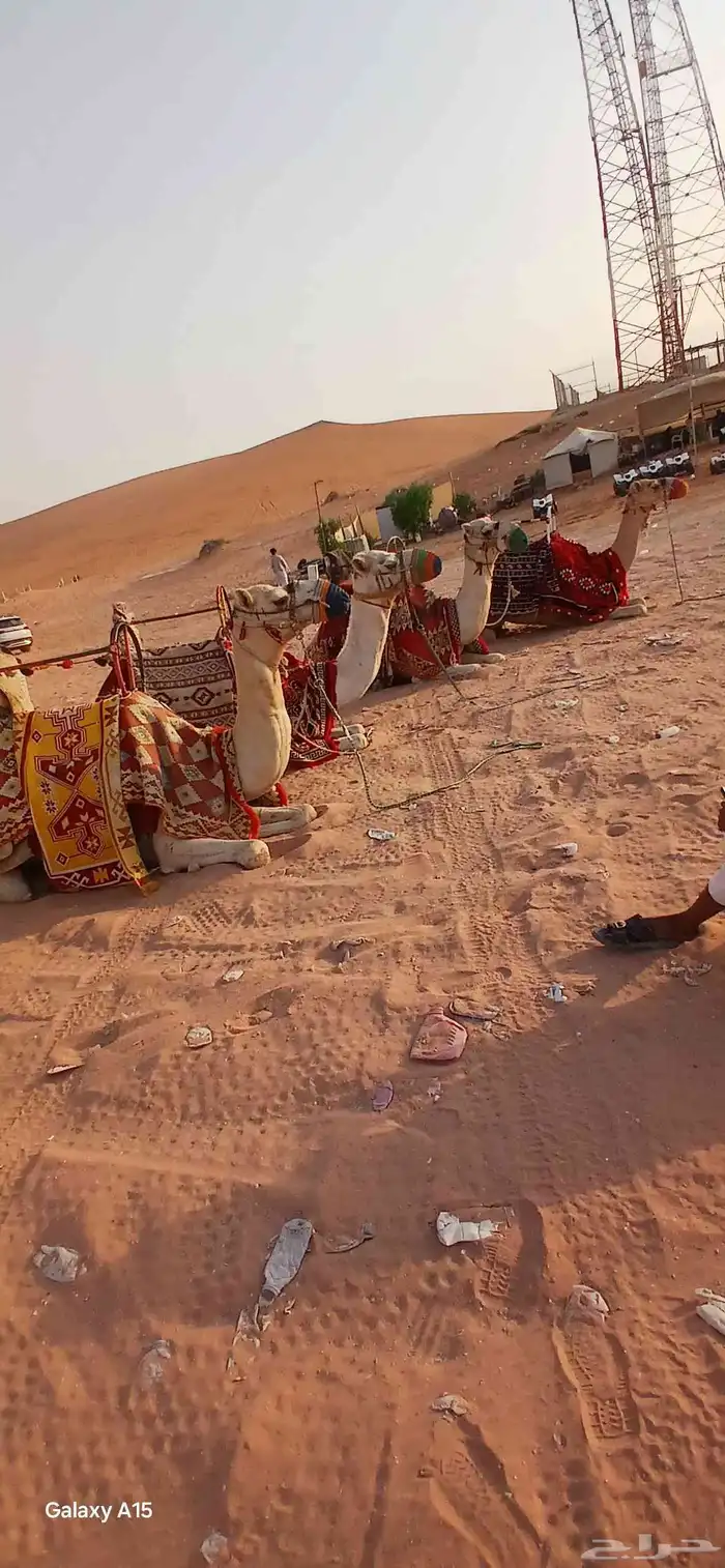 يوجد لدينا اجار جمال ركبي لي التصوير وا لي المهرجان وا خيول 1