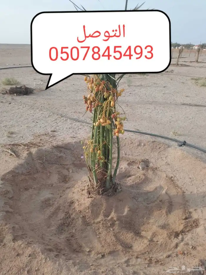 يوجد لدينا عمال قلع غرس فسايل تكريب تحويض قص جريد نضافه 0