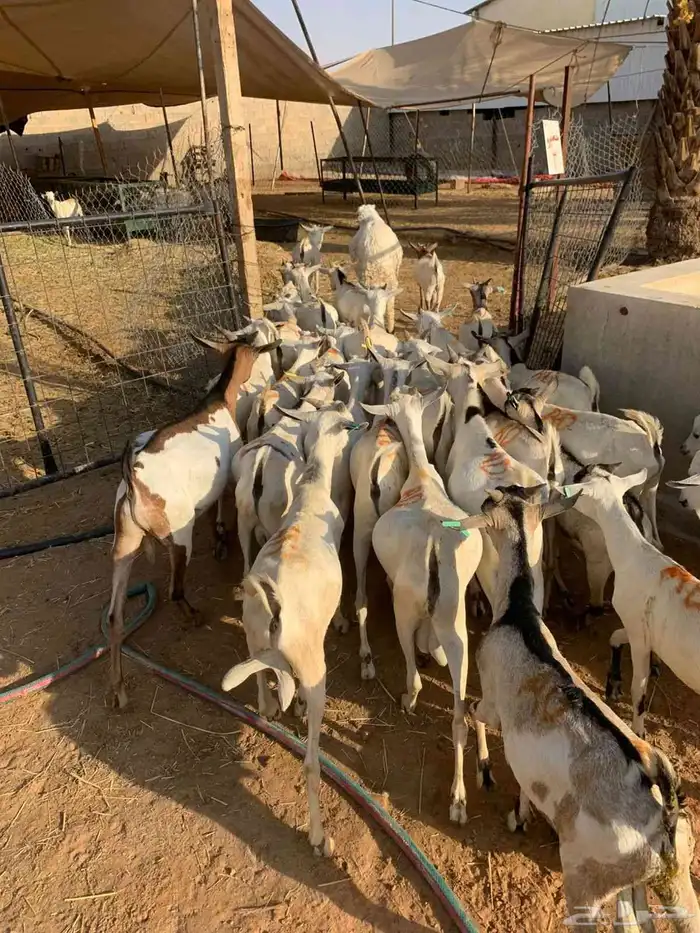 تيوس صومالية من مزارع صفوة الحلال 1