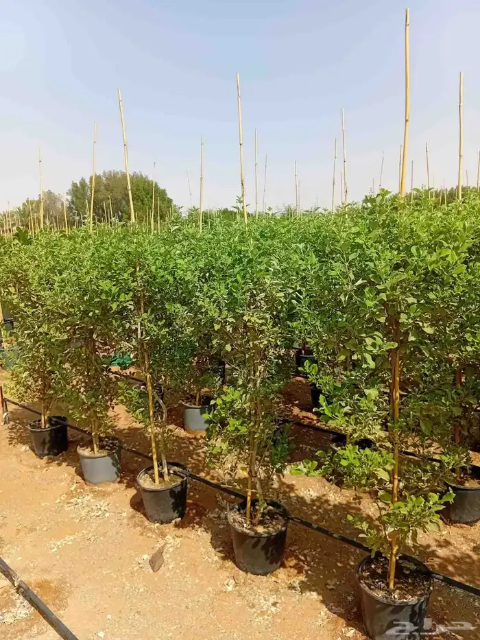 تنسق حدق مهندس جابر شبكات الري جميع الاشجار والمقاسات 0