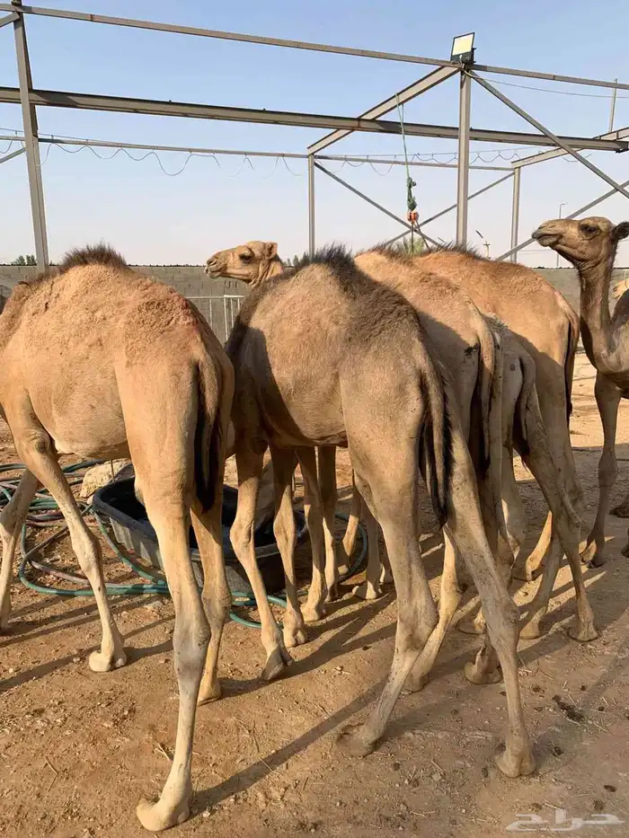 قعدان صوماليه جديدة ومرابى 2