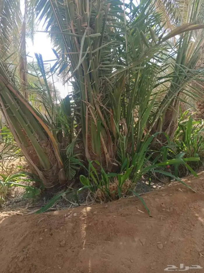يوجد لادينا نخل عربي جميع لامقاسات ولانواع 6