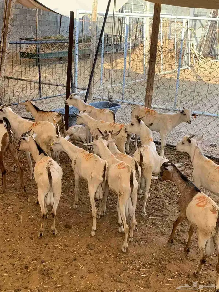 تيوس صومالية جذعان في معشوقة بأقل سعر للمرابي 1