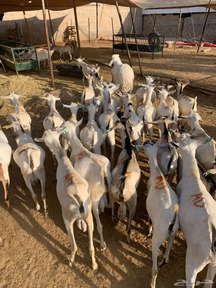 تيوس صومالية من مزارع صفوة الحلال 0