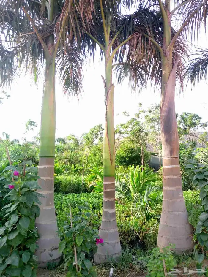 نخل للبيع بجميع المقاسات نخل ملوكي نخل واشنطن نخل مثمر 3