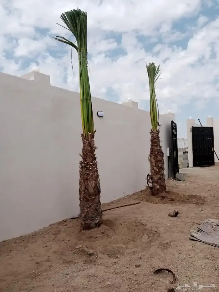 نخل للبيع بجميع المقاسات نخل ملوكي نخل واشنطن نخل مثمر 8