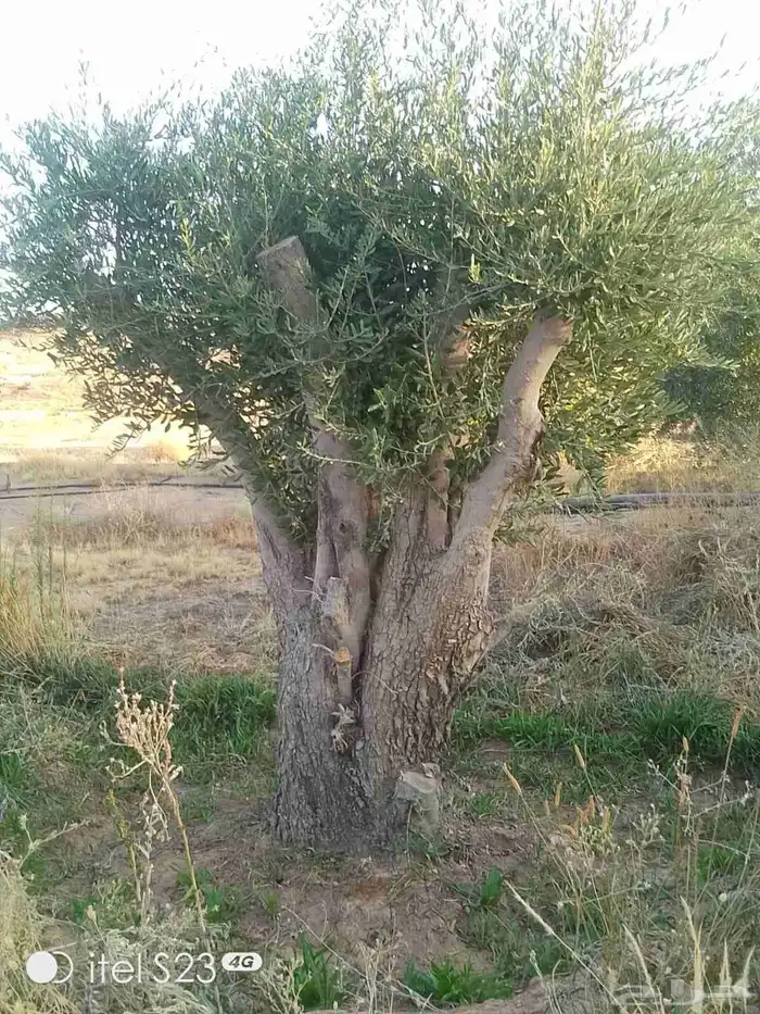 شجر زيتون 7