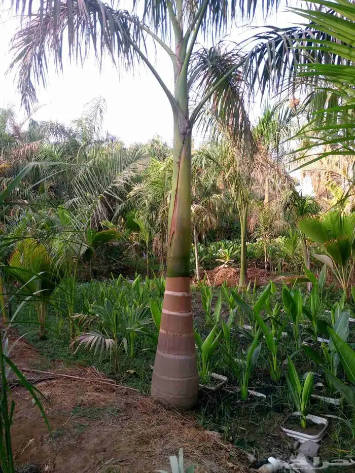 نخل للبيع بجميع المقاسات نخل ملوكي نخل واشنطن نخل مثمر 1