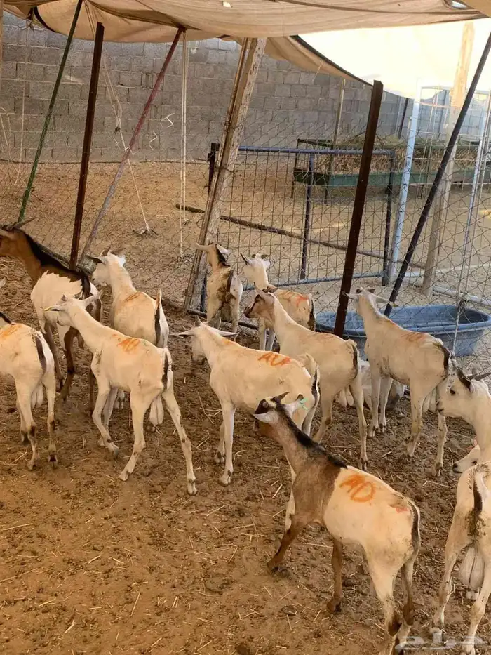 تيوس صومالية جذعان في معشوقة بأقل سعر للمرابي 0