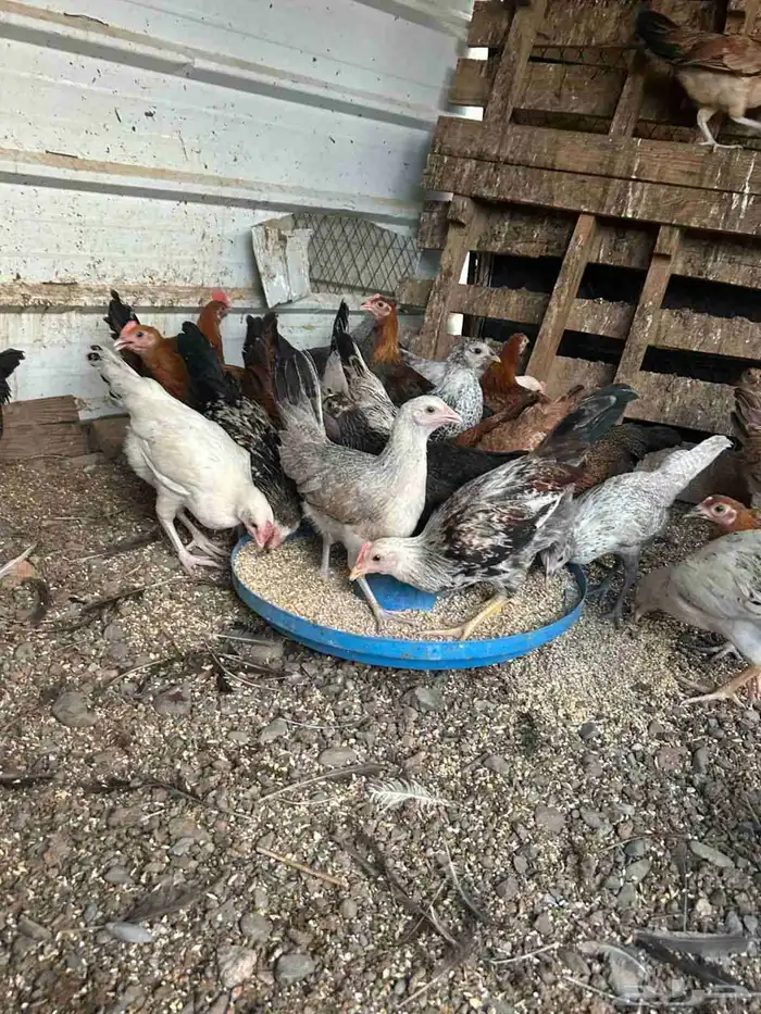 تم دجاج بلدي 3