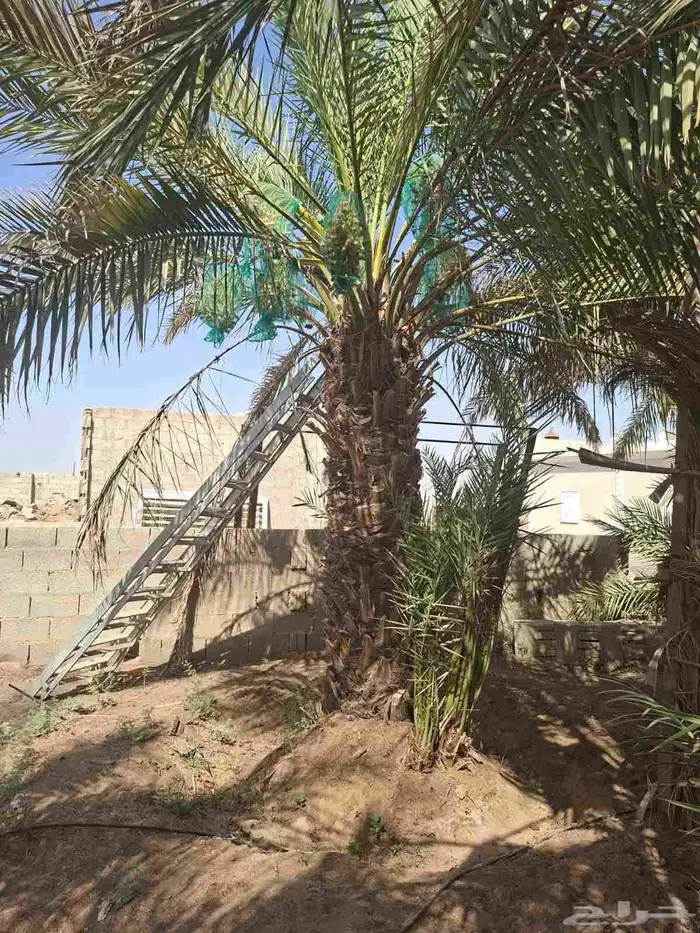 نخل مثمر للبيع 1
